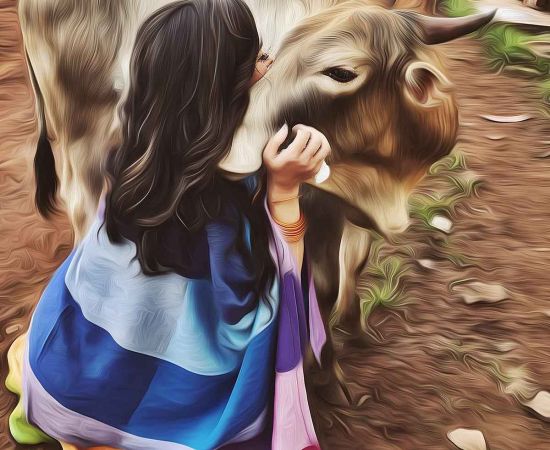 Ashok Gehlot-led Rajasthan Govt introduces new regulations for keeping cows, only one cow or buffalo is allowed per household