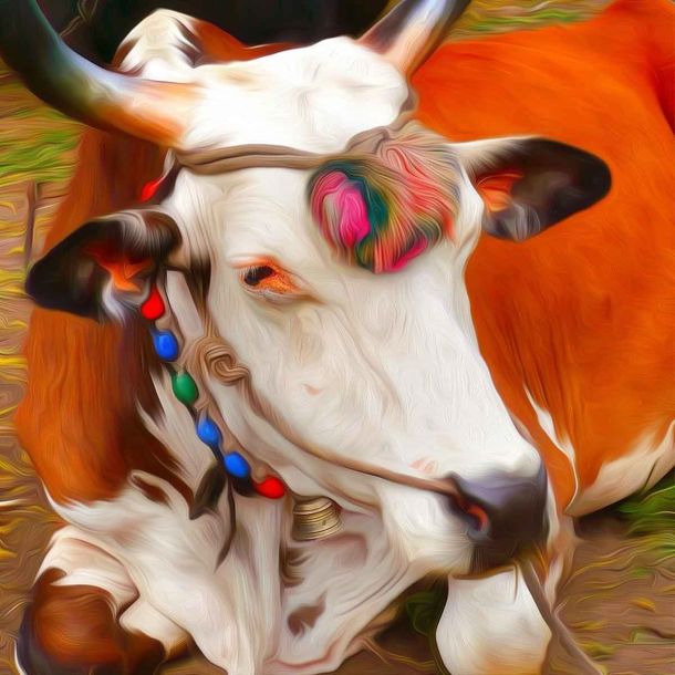 Madhya Pradesh: Armaan Khan, 3 others, arrested for slaughtering a cow in Vidisha